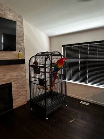 Female macaw - $1,500 (Chipley) Female macaw. -. $1,500. (Chipley) Female macaw. 3 years old. She was nippy with me at first. Now she is sweet. Only has stepped up for me twice.. 