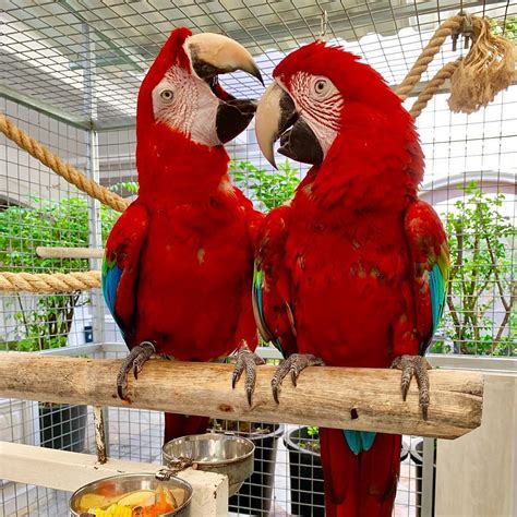  Health tasted Pair of Gold and Blue Macaw Parrots by name R