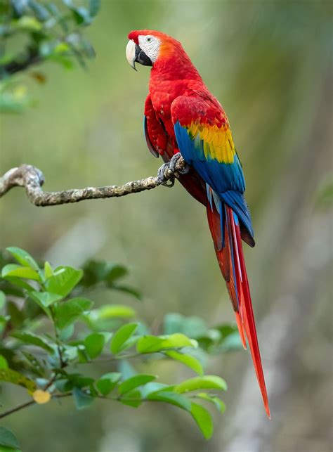 Macaw parrot.  bird.  Zero 67 Likes, 23 Comments.  Macaw Parrot.  Macaw: The Cutest Standoff ...