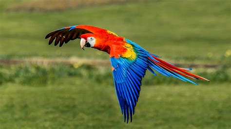 Macaw scarlet. Mar 29, 2020 · The average healthy macaw will consume approximately 10 to 15 percent of its body weight daily. For reference, the larger scarlet macaw weighs about 2 pounds. These proportions translate to mean that the bird will eat about 1/2 to 3/4 cup of parrot mix and about 1/2 to 3/4 cup of fruit and vegetables every day. 