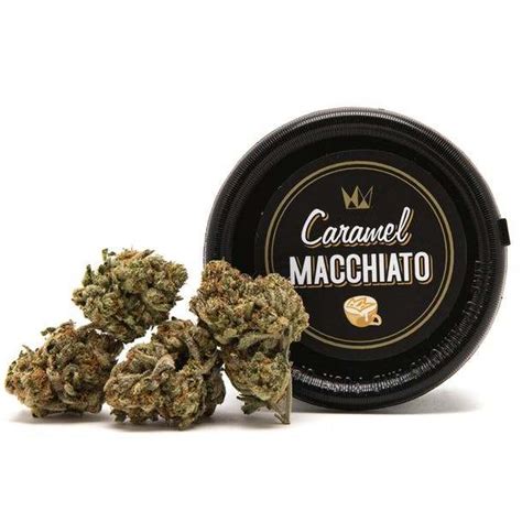 Macchiato. A sativa hybrid strain initially bred by Sherbinski in 2017, now grown by Kingston Royal. The full genetics are not known, it is a Kona Gold cross. Macchiato flower, 3.5g, or an eighth of an ounce, from the Kingston Royal brand offering a sativa experience of the Macchiato strain with 28.44% THC. . 