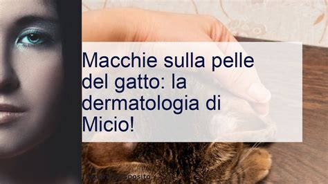 Macchie sulla pelle del gatto: dalla diagnosi alla terapia