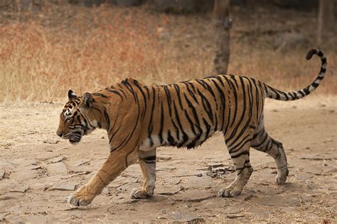 Machali (T-16)- The Legend Tigress of Ranthambore