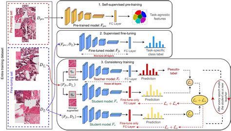 Machine learning and medical imaging.  Familiarity with self-supervised representation learning ...