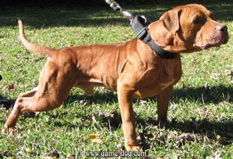 American Pit Bull terrier Puppies. Homepage ...