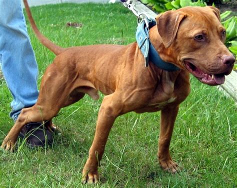Machobuck pups. Machobuck dogs, evolution kennels Discussion in ' APBT Bloodlines ' started by Gtaravella74, Jul 13, 2015 . Page 1 of 3 1 2 3 Next > Gtaravella74 Pup How are the machobuck dogs, does evolution kennels produce good stuff? , insight would be greatly appreciated. I'm asking because eventually I will be in the market for an apbt 