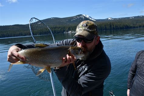 Mackinaw trout can grow to monstrous proportions, but their bite …