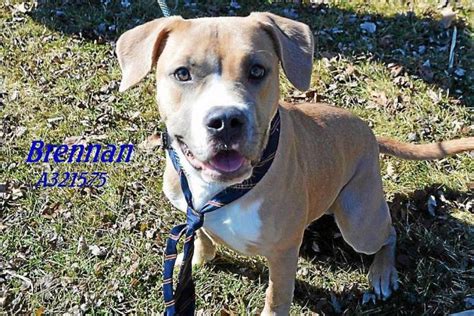 ADOPTION EVENT SATURDAY 12/2/23 10am to 2pm 21417 Dunham Rd. MANY WITH $0 ADOPTION FEE! ... Macomb County Animal Control. 