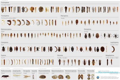 Macroinvertebrates.org Full Collection