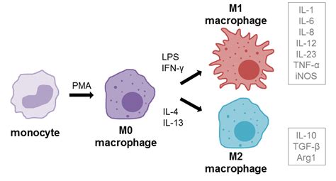 Macrophage Lpsnbi