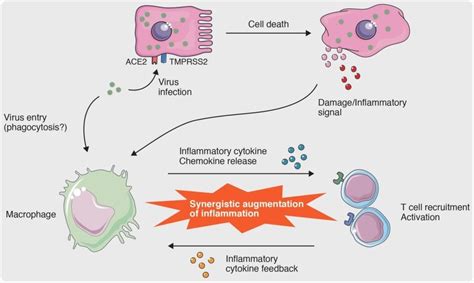 Macrophage responses associated with COVID-19: A ... - PubMed