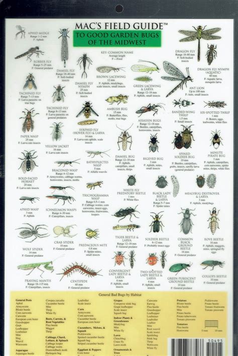 Macs field guide bad garden bugs of the northeast good garden bugs of the northeast macs guides charts. - Odyssey homer study guide answer key.