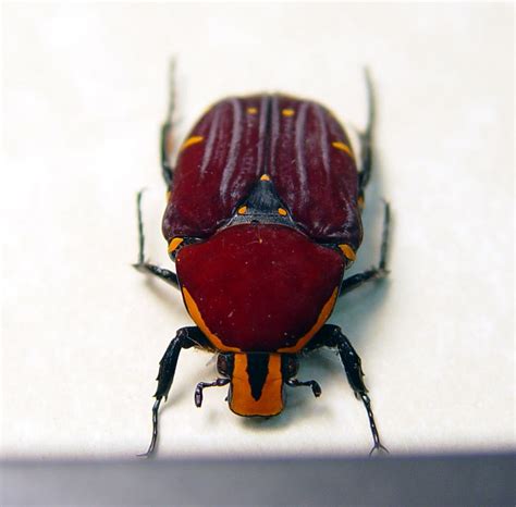 The Madagascar beetle, Leichenum canaliculatum variegatum (Klug) 1833, presumably a native to Madagascar, was first found in the United States in 1906 at Mobile, Alabama, and was first known to occur in Florida in 1920 (Spilman 1959). Figure 1. Adult Madagascar beetle, Leichenum canaliculatum variegatum (Klug). Credits: Sean McCann,. 