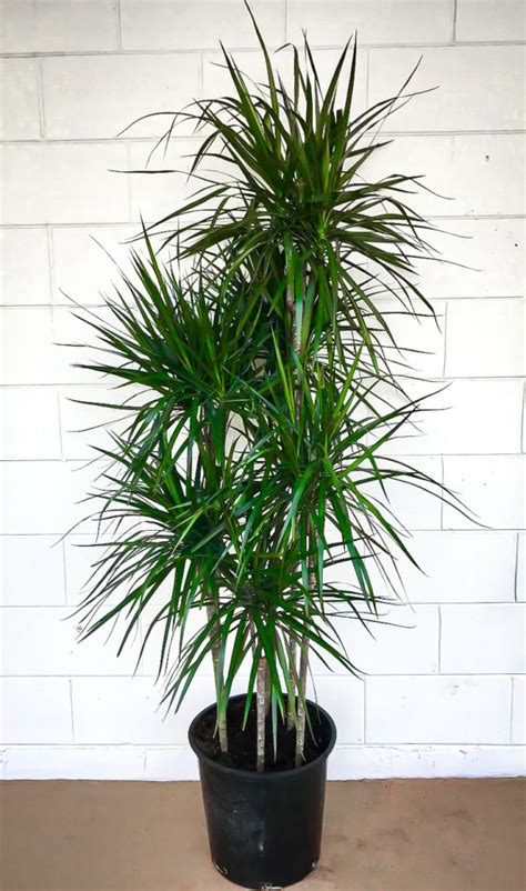 Madagascar dragon tree. The Madagascar Dragon Tree is an exotic, eye-catching, and low-maintenance houseplant that deserves a spot in any home. This slow-growing, bushy succulent features lance-shaped foliage composed of stiff and glossy green leaves that grow outward in a radial pattern resembling a circle. 