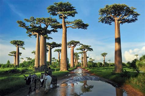 codini.rgarabwor.edu.pl. 