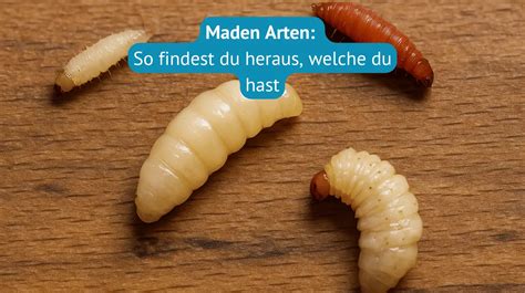 Maden Halı ve Koltuk Yıkama