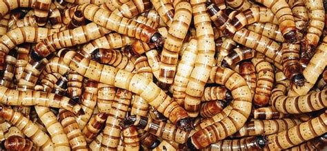 Maden3 Halı ve Koltuk Yıkama