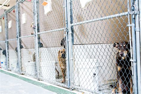 Madera animal shelter. Things To Know About Madera animal shelter. 