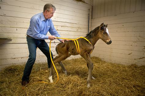 Madigan Foal Squeeze Procedure for Neonatal ... - EquiManagement