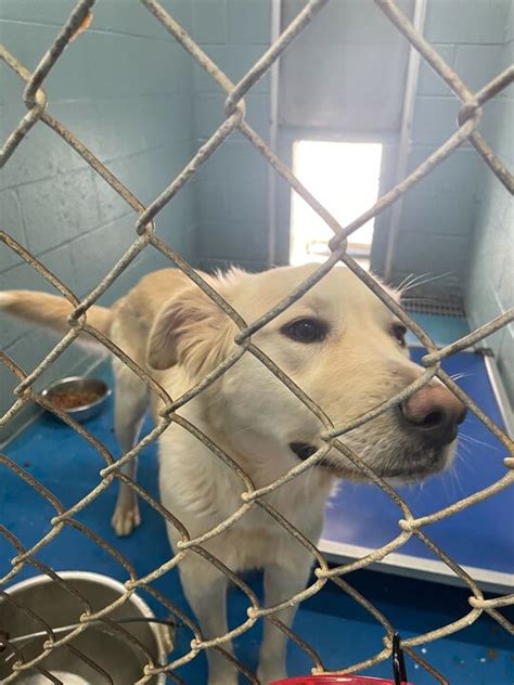 Madison Oglethorpe Animal Shelter asks community to help with …