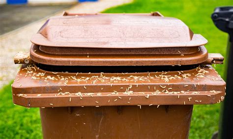 Maggots in garbage can. Maggots inside a trash can outside and in your home. Immediately take the trash can out of the house and throw away the source. Clean out and rinse the bin and … 