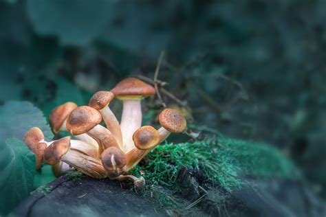 Magic Mushrooms and Nature Heal You and the Planet