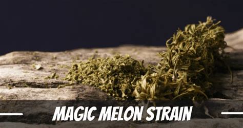Magic melon strain.  Development of the strain began by cross-breeding Mango Tre...