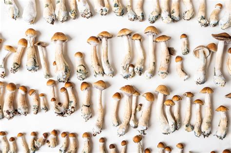 Magic mushroom seattle. Mushrooms are a delicious and nutritious addition to any meal, and cultivating them yourself can be an incredibly rewarding experience. Growing mushrooms from spores is a relativel... 