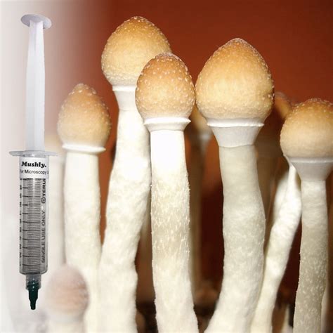 What is a mushroom spore syringe? A spore syringe is a magic mushroom spore print already loaded into a solution inside a syringe. The spores are activated by being in this solution, and are ready to be used immediately for inoculation, or can be stored in the fridge. Advantages of magic mushroom spore syringes . 