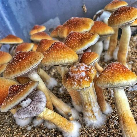 Psilocybin mushroom strains, also known as “magic mushrooms,” are the fruiting bodies of fungi. Specifically, they contain psychoactive compounds and fall into the category of classic psychedelics. As a result, these compounds can cause profound changes in perception, thought, and mood.