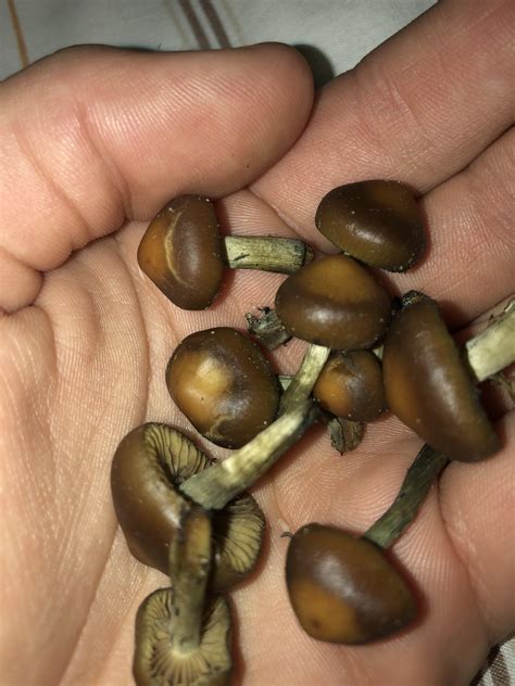 Identifying Psilocybe Cubensis, the World’s Most Popular Magic Mushroom. Also known as gold caps, golden halos, or cubes, psilocybe cubensis mushrooms enjoy widespread popularity for two reasons. They’re among the easiest psilocybin-containing mushrooms to cultivate and they also naturally occur in many parts of the world.
