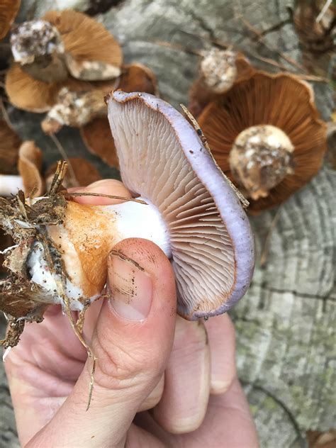 Magic mushrooms in south carolina. The South. Areas in the South, especially parts of Florida and Texas, are also rich in psychedelic mushrooms. ... With over 180 different species of magic mushrooms, no two mushrooms look exactly ... 