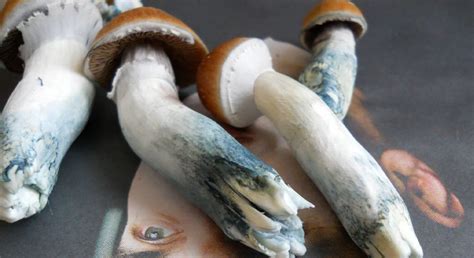 Eating moldy mushrooms could result in food poisonin