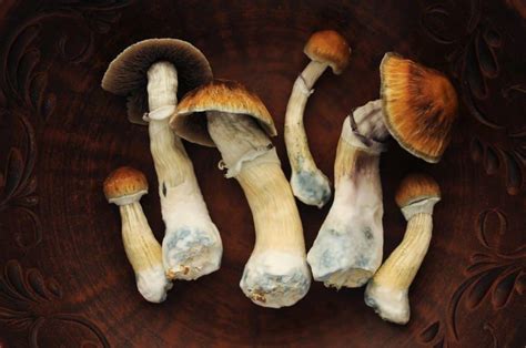 Find the perfect magic mushroom strain for you