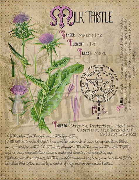 Magic plant knowledge has a long history and has a place in the modern