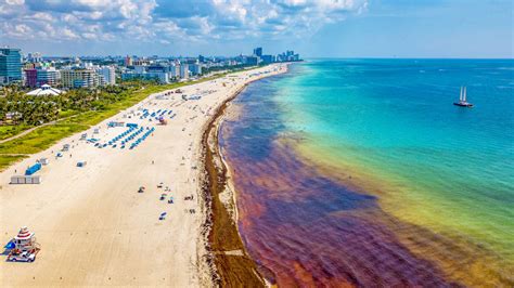 Sargassum seaweed is starting to show up along the sands in Panama City Beach Thursday, June 9, 2022. MIKE FENDER / THE NEWS HERALD.. 