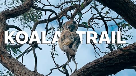 Magicalkoala Leaked +18 🔥