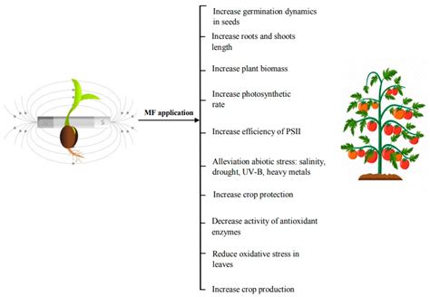 Magnetic fields: how is plant growth and development …