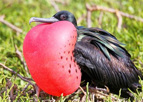 Magnificent Frigatebird Facts & Information Guide