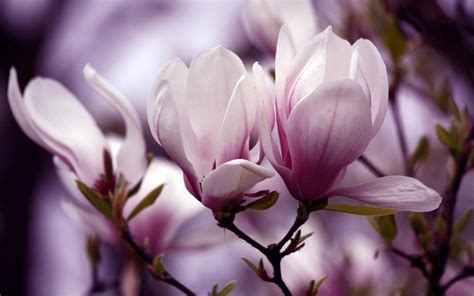 Magnolia Blossom Photos and Premium High Res Pictures