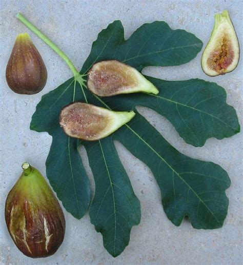 Magnolia Brunswick Fig Tree Live Plant - Ficus carica