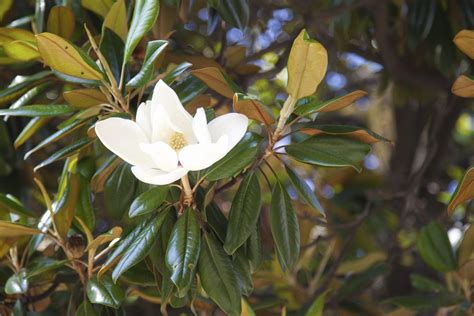 Magnolia Leaves Yellowing - Why Are Magnolia …