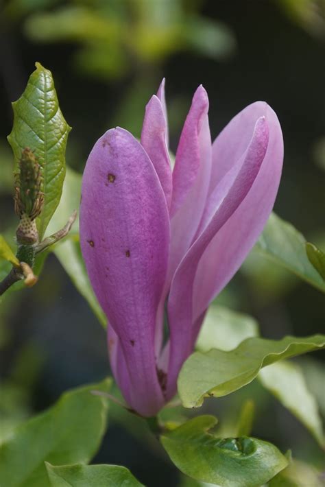 Magnolia Victoria Mas Flickr