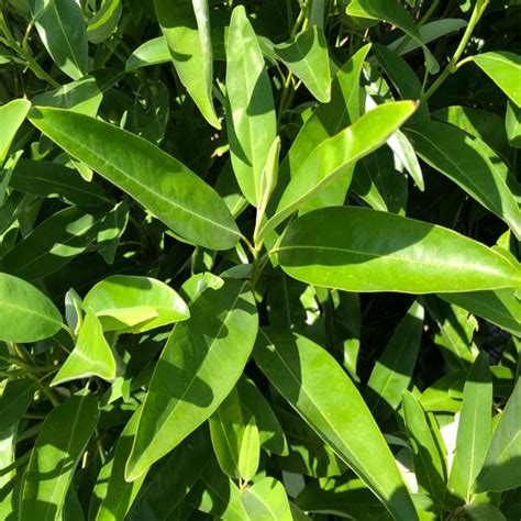 Magnolia Virginiana var. Australis Sweet Thing Sweetbay SiteOne