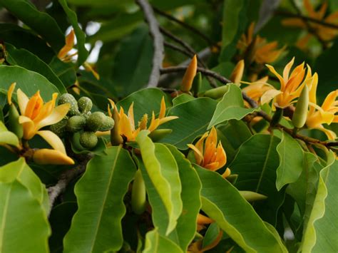 Magnolia champaca (Champak) - World of Flowering …