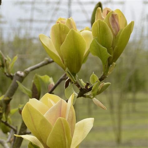 Magnolia soorten Van Roessel Vormbomen