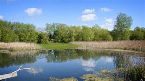 Magor Marsh Gwent Wildlife Trust