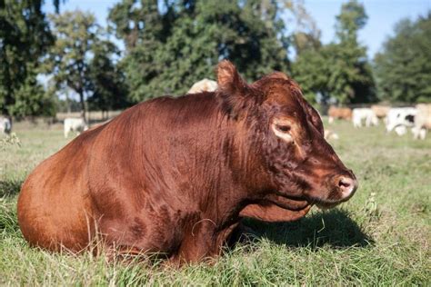 Mahaffey Farms, a local meat market and grocery, …