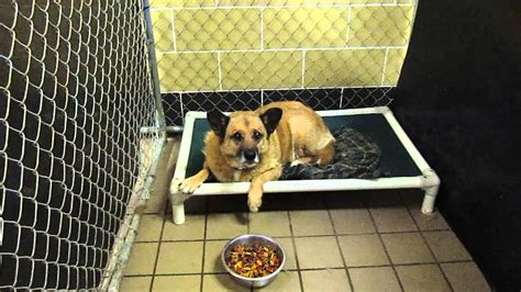 Mahoning county dog pound. Things To Know About Mahoning county dog pound. 