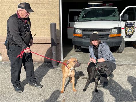 Mahoning County Dog Warden added 2 new photos to the album: February Stray dogs. · February 22, 2019 ·